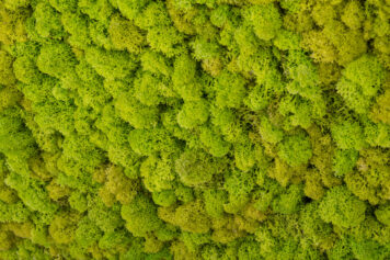 Handgefertigtes Designobjekt aus der Tischlerei Holzwelten Schlosser GmbH, Oelsnitz Quadratisches Moosbild mit natürlich konserviertem Moos in einem massiven Holzrahmen mit LED-Hintergrundbeleuchtung.